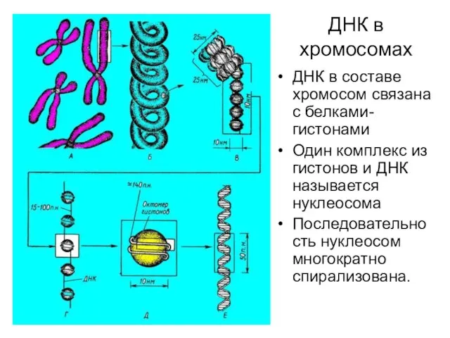 ДНК в хромосомах ДНК в составе хромосом связана с белками-гистонами Один