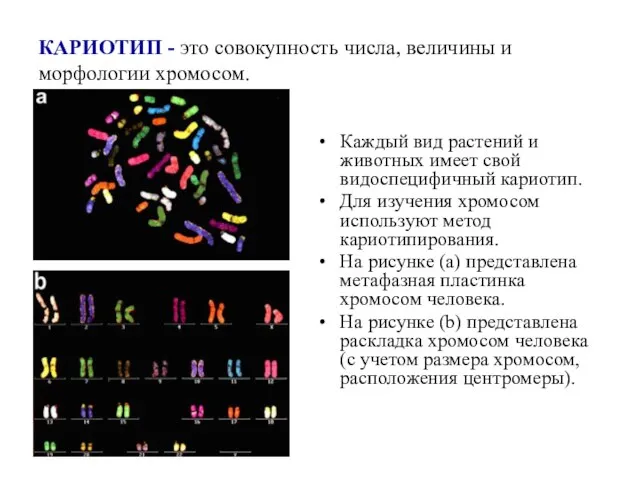 КАРИОТИП - это совокупность числа, величины и морфологии хромосом. Каждый вид