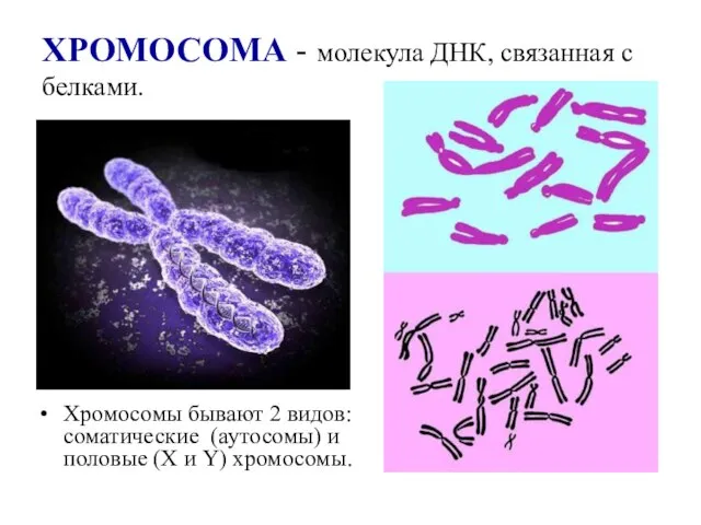 ХРОМОСОМА - молекула ДНК, связанная с белками. Хромосомы бывают 2 видов: