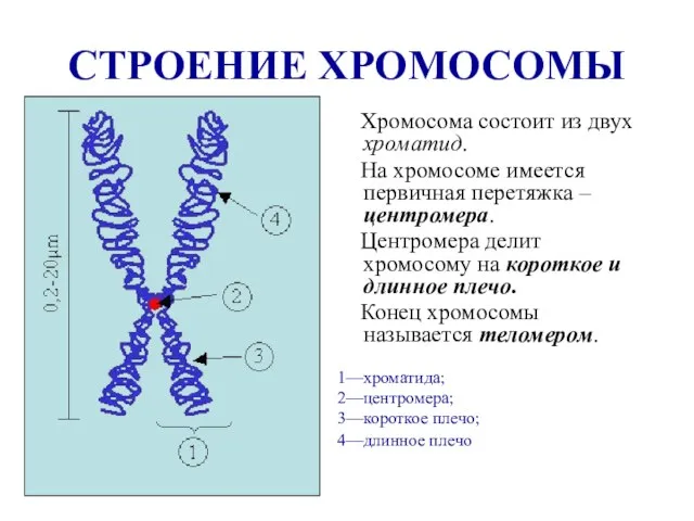 СТРОЕНИЕ ХРОМОСОМЫ Хромосома состоит из двух хроматид. На хромосоме имеется первичная