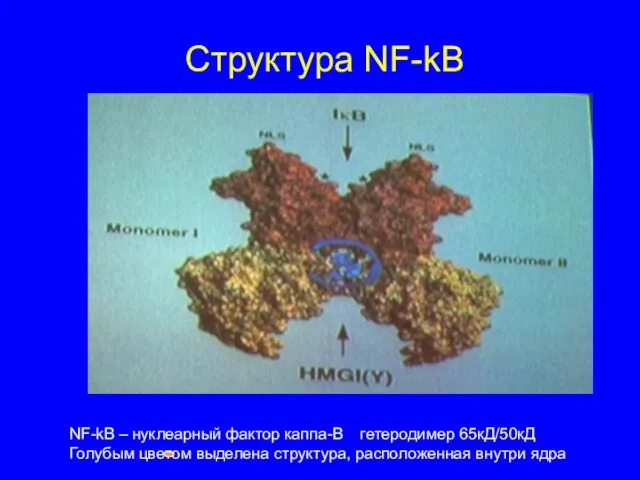 Структура NF-kB NF-kB – нуклеарный фактор каппа-В гетеродимер 65кД/50кД Голубым цветом выделена структура, расположенная внутри ядра