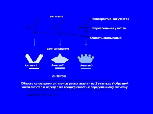 антитела Консервативная участок Вариабельная участок Область связывания распознавание Антиген 1 Антиген