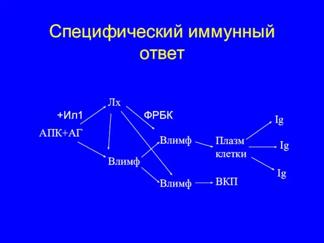 Специфический иммунный ответ АПК+АГ Лх Влимф Влимф Влимф Плазм клетки ВКП Ig Ig Ig ФРБК +Ил1