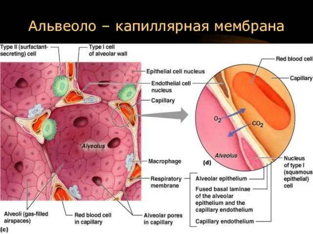 Альвеоло – капиллярная мембрана