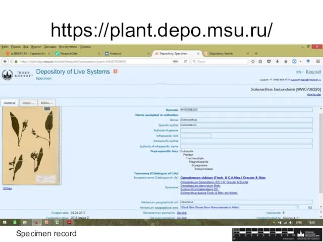 https://plant.depo.msu.ru/ Specimen record