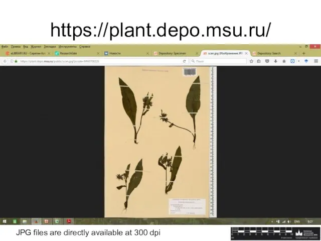 https://plant.depo.msu.ru/ JPG files are directly available at 300 dpi