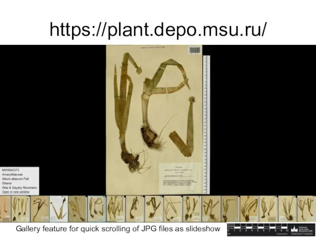https://plant.depo.msu.ru/ Gallery feature for quick scrolling of JPG files as slideshow