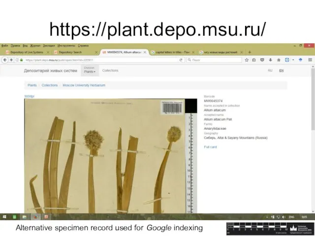 https://plant.depo.msu.ru/ Alternative specimen record used for Google indexing