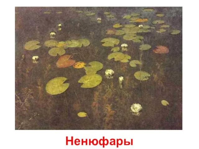 Ненюфары