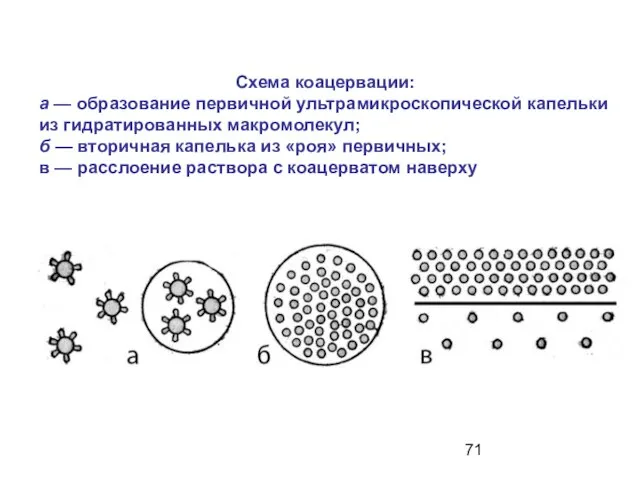 Схема коацервации: а — образование первичной ультрамикроскопической капельки из гидратированных макромолекул;