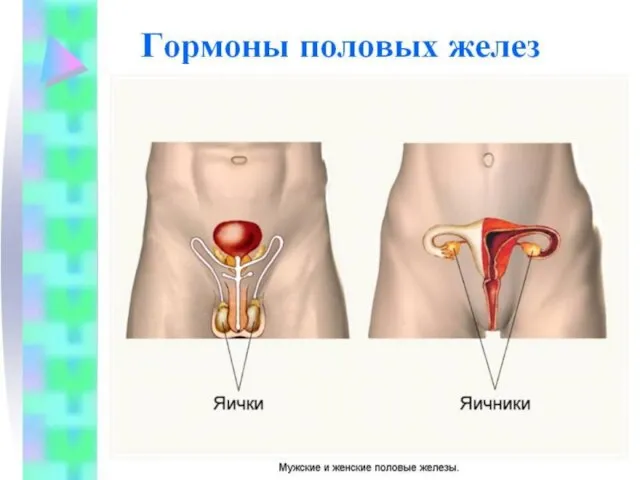 Гипоталамо-гипофизарная регуляция