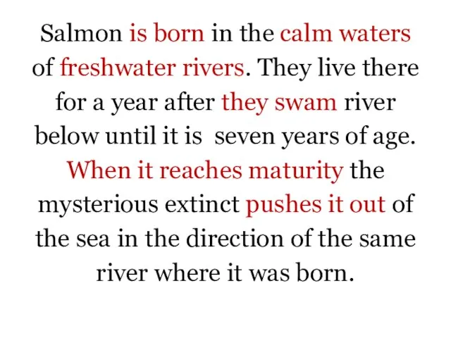 Salmon is born in the calm waters of freshwater rivers. They