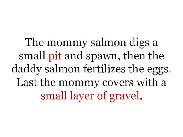 The mommy salmon digs a small pit and spawn, then the