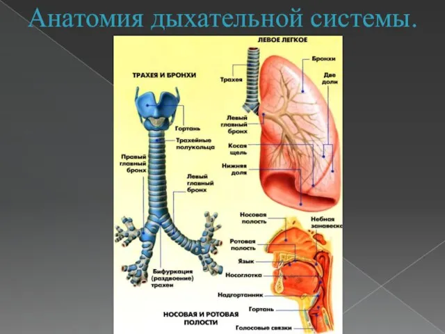 Анатомия дыхательной системы.