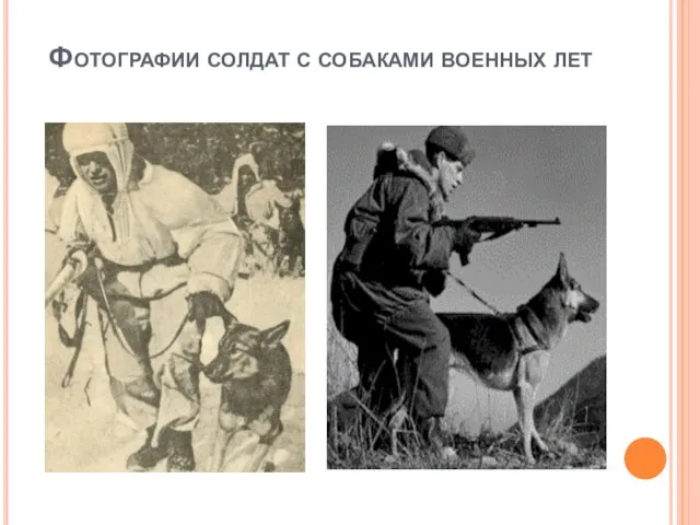 Фотографии солдат с собаками военных лет