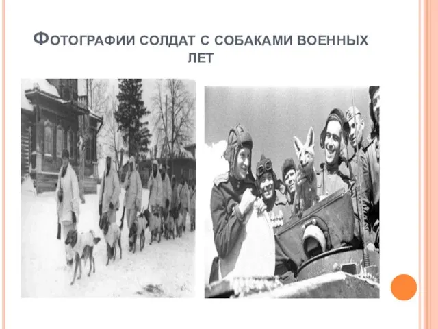 Фотографии солдат с собаками военных лет