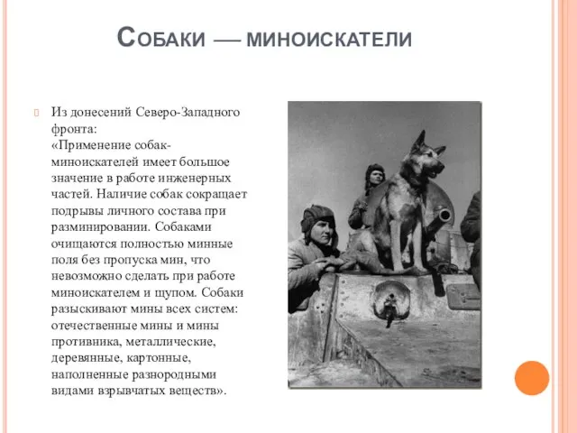 Собаки — миноискатели Из донесений Северо-Западного фронта: «Применение собак-миноискателей имеет большое