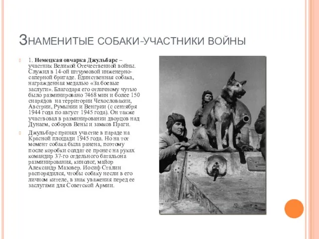 Знаменитые собаки-участники войны 1. Немецкая овчарка Джульбарс – участник Великой Отечественной