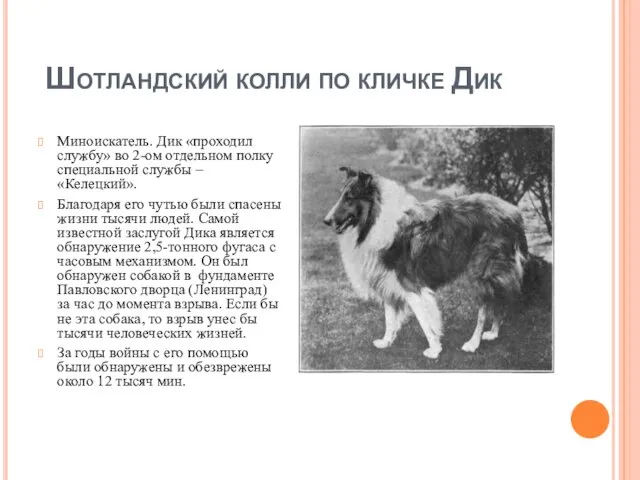 Шотландский колли по кличке Дик Миноискатель. Дик «проходил службу» во 2-ом