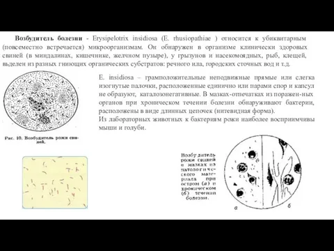 Возбудитель болезни - Erysipelotrix insidiosa (Е. rhusiopathiae ) относится к убиквитарным