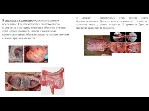 В желудке и кишечнике острое катаральное воспаление. Стенка желудка и тонкого