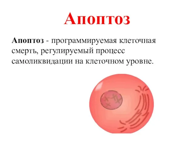 Апоптоз Апоптоз - программируемая клеточная смерть, регулируемый процесс самоликвидации на клеточном уровне.