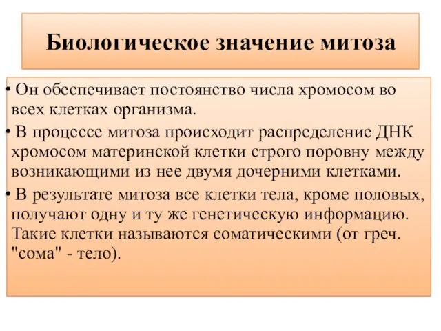 Биологическое значение митоза Он обеспечивает постоянство числа хромосом во всех клетках