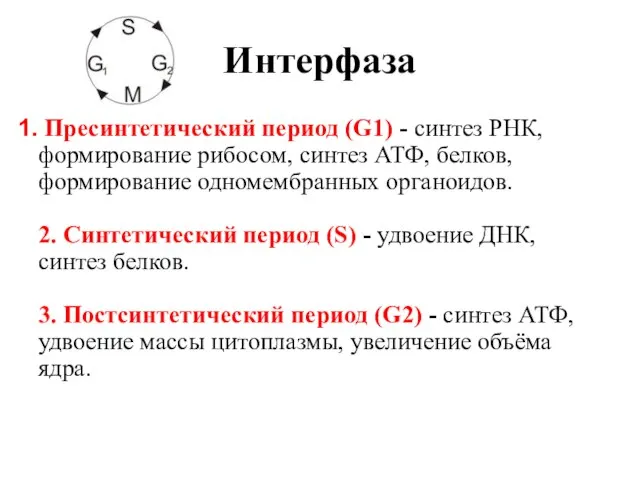 Интерфаза Пресинтетический период (G1) - синтез РНК, формирование рибосом, синтез АТФ,