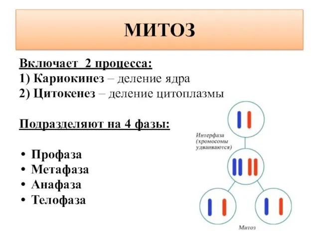 МИТОЗ Включает 2 процесса: 1) Кариокинез – деление ядра 2) Цитокенез