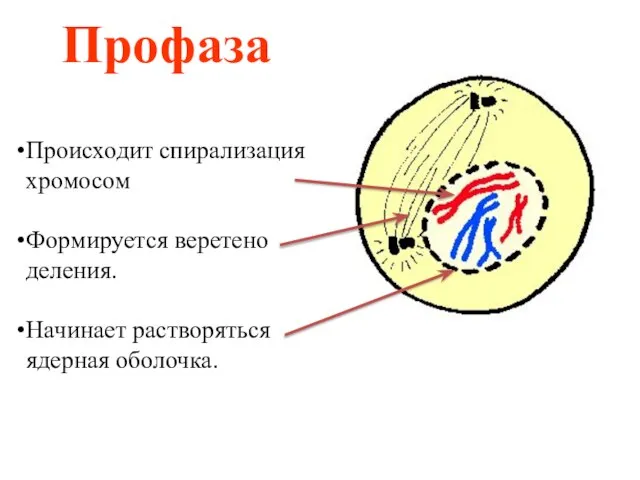 Профаза Происходит спирализация хромосом Формируется веретено деления. Начинает растворяться ядерная оболочка.