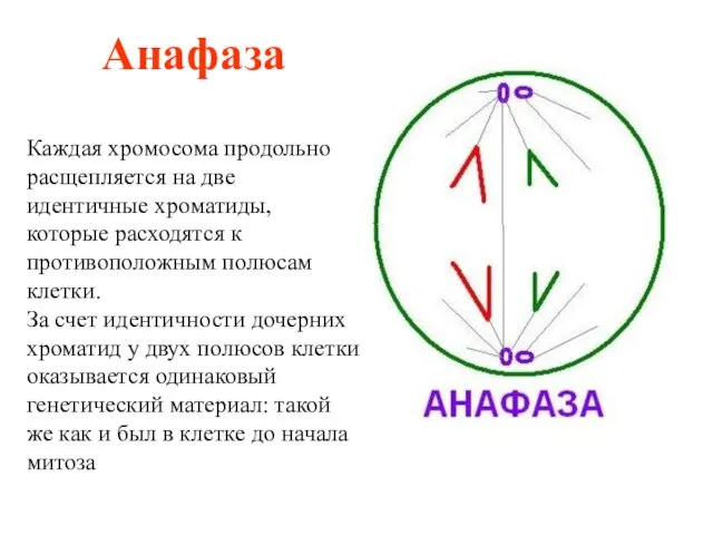 Анафаза Каждая хромосома продольно расщепляется на две идентичные хроматиды, которые расходятся