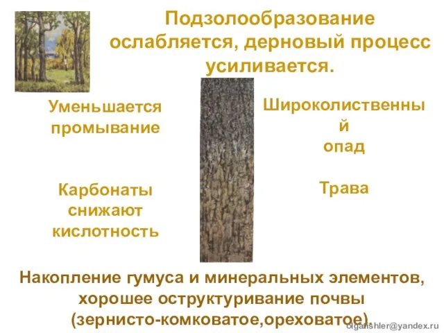 Подзолообразование ослабляется, дерновый процесс усиливается. Уменьшается промывание Карбонаты снижают кислотность Широколиственный