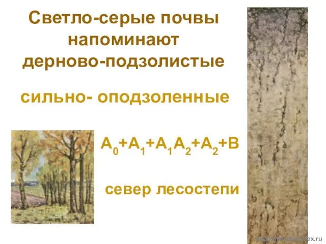 Светло-серые почвы напоминают дерново-подзолистые сильно- оподзоленные А0+А1+А1А2+А2+В север лесостепи olgatishler@yandex.ru