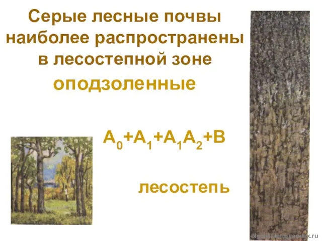 Серые лесные почвы наиболее распространены в лесостепной зоне оподзоленные А0+А1+А1А2+В лесостепь olgatishler@yandex.ru