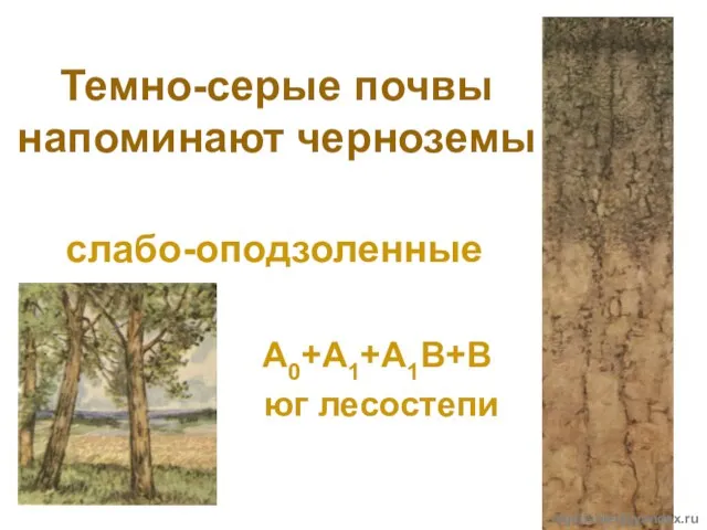 Темно-серые почвы напоминают черноземы слабо-оподзоленные А0+А1+А1В+В юг лесостепи olgatishler@yandex.ru