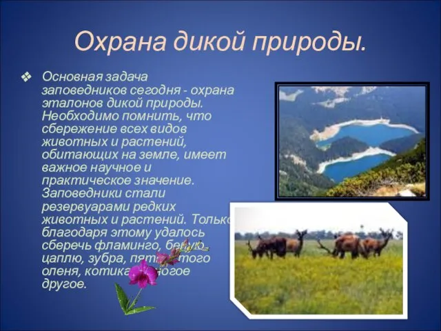 Охрана дикой природы. Основная задача заповедников сегодня - охрана эталонов дикой