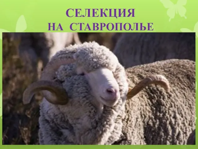 СЕЛЕКЦИЯ НА СТАВРОПОЛЬЕ