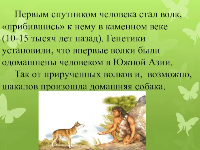 Первым спутником человека стал волк, «прибившись» к нему в каменном веке