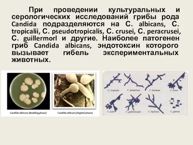 При проведении культуральных и серологических исследований грибы рода Candida подразделяются на