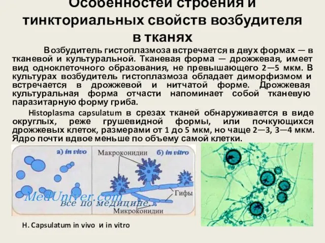 Особенностей строения и тинкториальных свойств возбудителя в тканях Возбудитель гистоплазмоза встречается