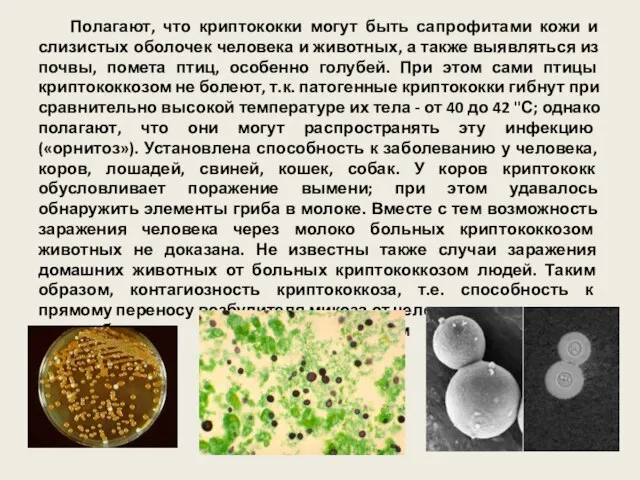 Полагают, что криптококки могут быть сапрофитами кожи и слизистых оболочек человека