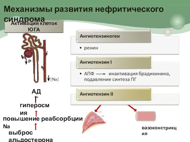 Р Активация клеток ЮГА вазоконстрикция выброс альдостерона повышение реабсорбции Na Механизмы