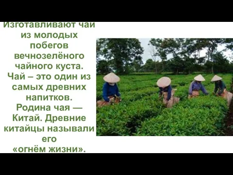Изготавливают чай из молодых побегов вечнозелёного чайного куста. Чай – это