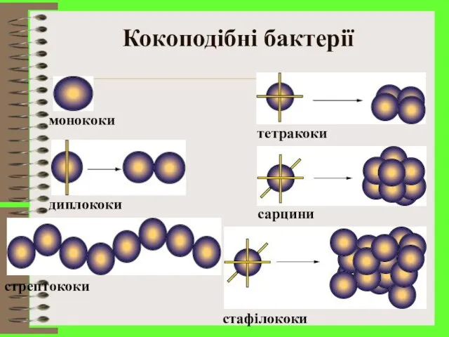 Кокоподібні бактерії