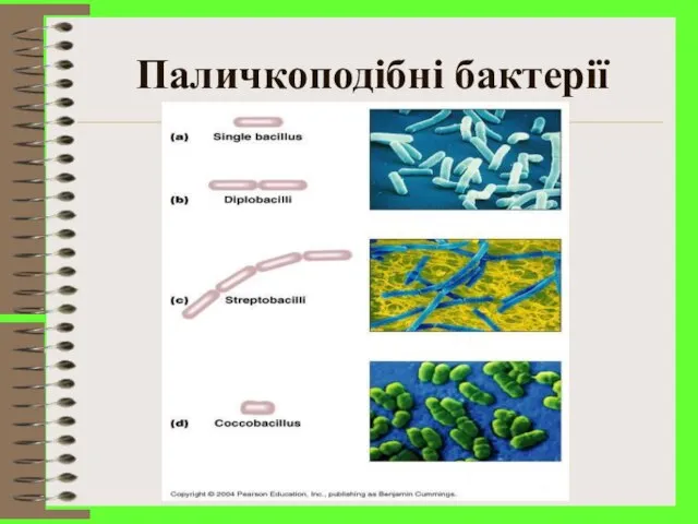 Паличкоподібні бактерії