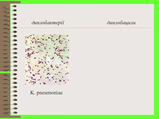 диплобактерії диплобацили K. pneumoniae