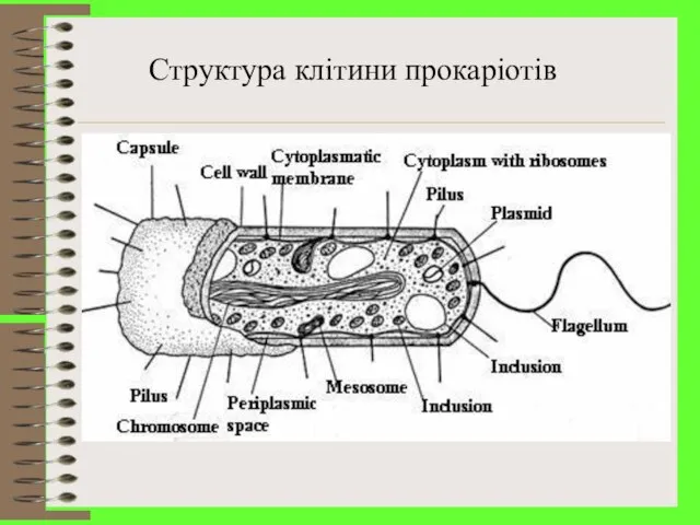 Структура клітини прокаріотів