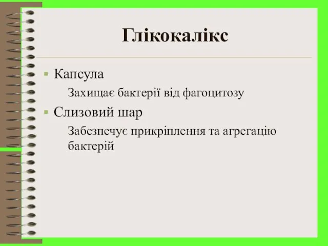 Глікокалікс Капсула Захищає бактерії від фагоцитозу Слизовий шар Забезпечує прикріплення та агрегацію бактерій