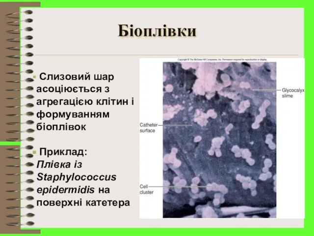 Біоплівки Слизовий шар асоціюється з агрегацією клітин і формуванням біоплівок Приклад: