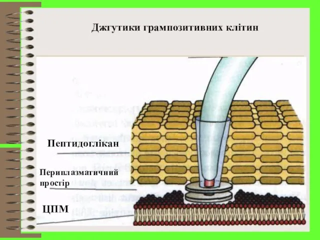 Джгутики грампозитивних клітин ЦПМ Периплазматичний простір Пептидоглікан